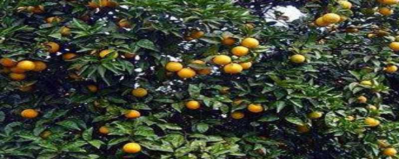 橙子树几年结果（橙子树几年结果?）