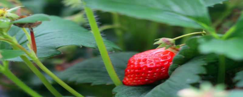 草莓籽怎么种小盆栽（如何种植草莓籽盆栽）