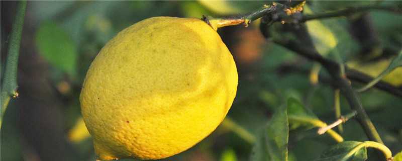 柠檬树种植几年开花结果 种植柠檬树多少年结果