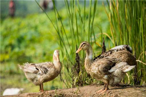 肉鸭养殖模式的“旱养”“免填”是什么意思？有哪些创新？