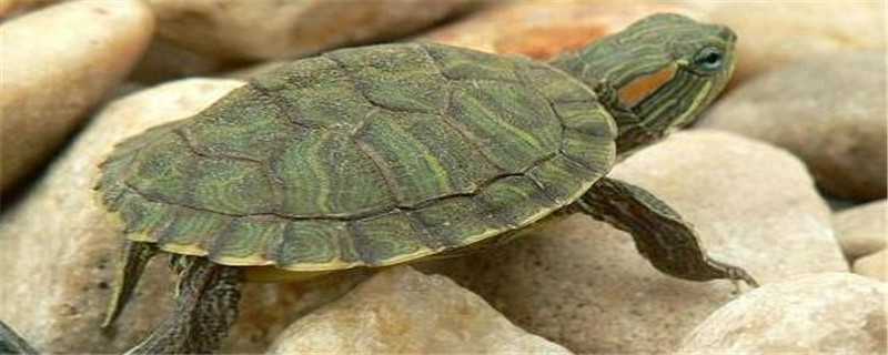 草龟与巴西龟的区别 草龟与巴西龟的区别图片
