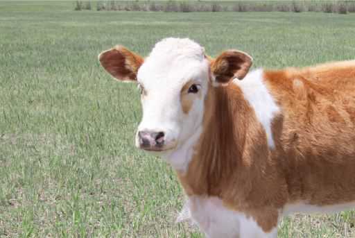 四川养牛场牛苗价格是多少钱一头 四川养牛场出售小牛