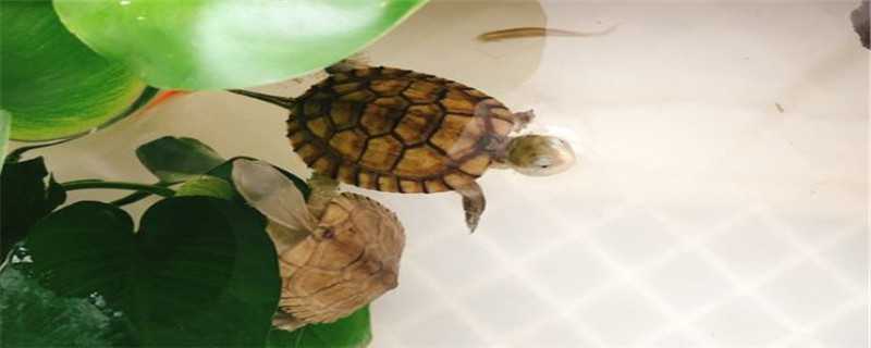 安徽草龟与中华草龟的区别 安徽草龟与中华草龟的区别图片
