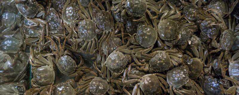 螃蟹可以生吃吗 螃蟹可以生吃吗有毒吗