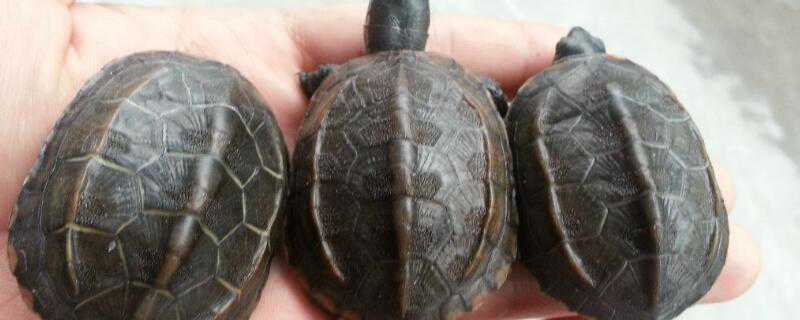 石龟和中华草龟的区别 中华草龟与石龟的区别