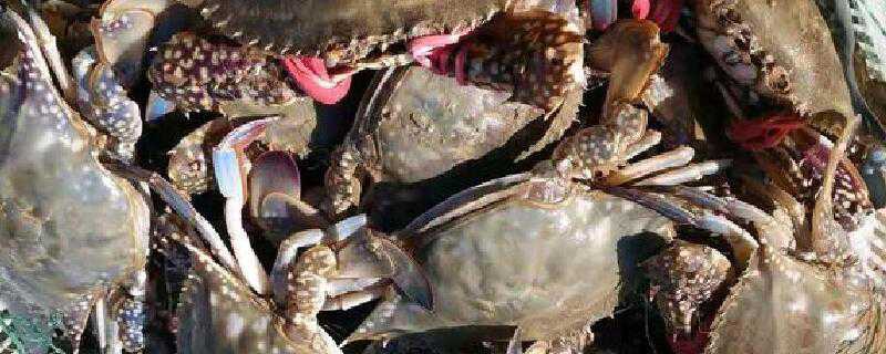 刚刚死的梭子蟹能吃吗 梭子蟹刚死可以吃吗