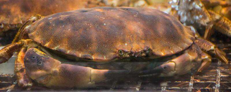 面包蟹几月份最肥 面包蟹什么时候最肥