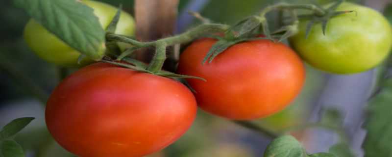 小番茄籽怎么种小盆栽 小番茄籽怎么种植方法