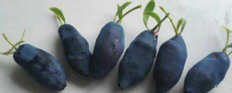 蓝靛果种植几年可以结果 蓝靛果种植几年可以结果了