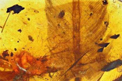 亿年前凶猛古鸟类是怎么被发现的（远古时期鸟类）