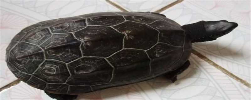 巴西龟和草龟的区别 巴西龟和草龟的区别图解