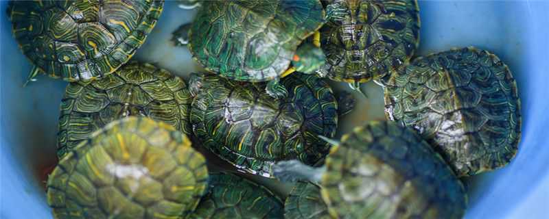 草龟和乌龟的区别 草龟和乌龟的区别是什么