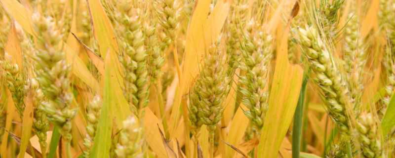 红地95小麦品种介绍 红地95小麦种子好吗