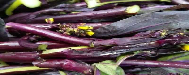 紫菜苔种植时间和方法（紫菜苔的种植方法和时间）
