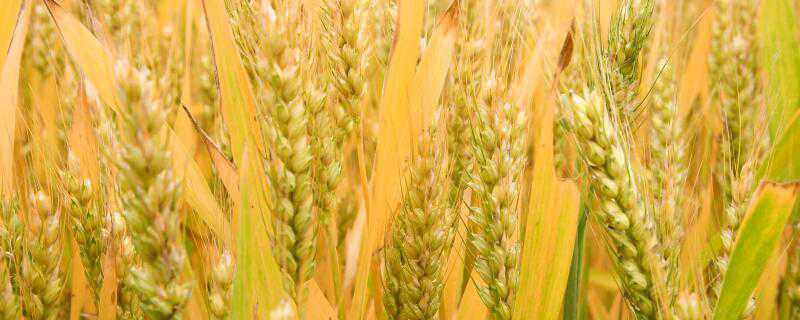 峰川9号小麦品种特性介绍！ 峰川9号小麦品种特性介绍图