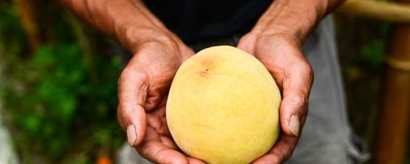 石黄果和黄桃区别 黄桃与黄油桃的区别