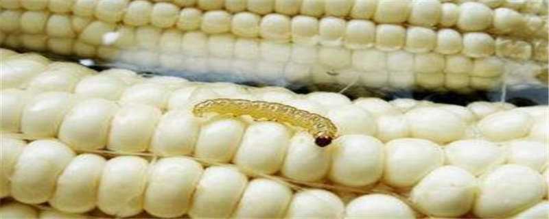 玉米虫养殖方法（玉米虫养殖方法视频）