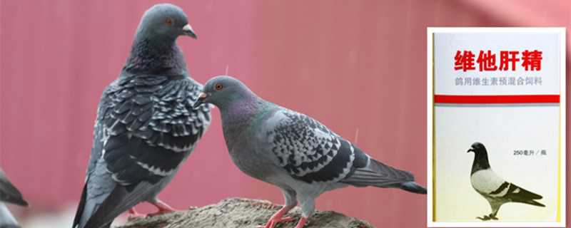 肝精对鸽子的作用 肝精对鸽子的副作用