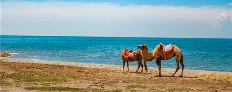 单峰骆驼主要生长在什么地方 单峰驼主要分布在哪里