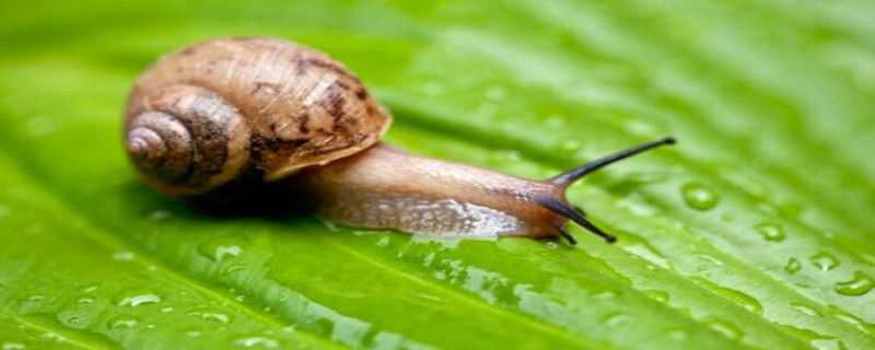 蜗牛用什么农药 蜗牛用什么农药打