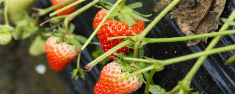 阳台种草莓怎么施肥 阳台种草莓怎么施肥料