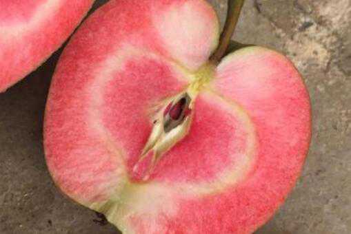 种一亩地红肉苹果需要多少苗（苹果苗一亩地栽多少棵）