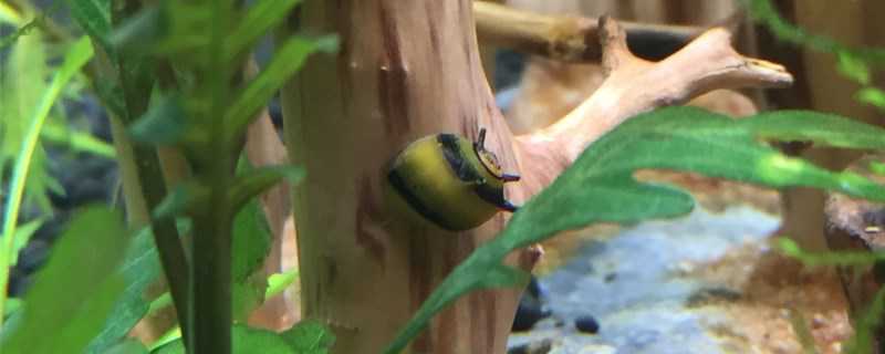 蜜蜂角螺怎么繁殖（蜜蜂角螺怎么繁殖的）
