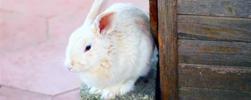 兔子是怎么繁殖的 兔子是怎么繁殖的图片