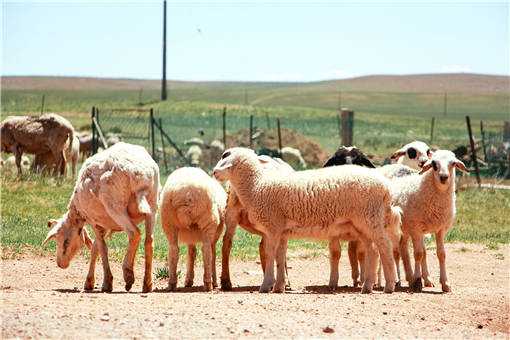 2019年养羊需要投资多少钱（养羊价格最低多少能挣钱）