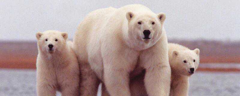 北极熊怎么过冬 北极熊怎么过冬的方法