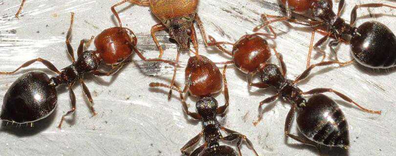 蚂蚁是怎么繁殖的