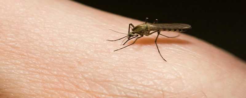 灭蚊子用什么农药 什么农药能灭蚊