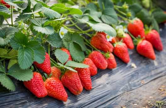 大棚草莓一般什么时间种 大棚草莓什么时间种植