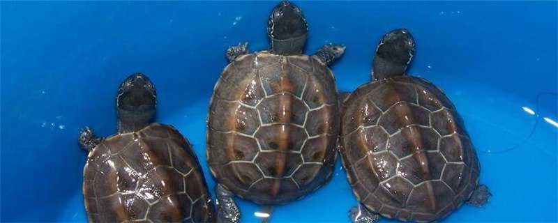 草龟和珍珠龟的区别（草龟跟珍珠龟的区别）