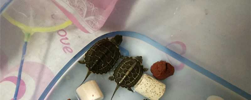 草龟与臭龟的区别