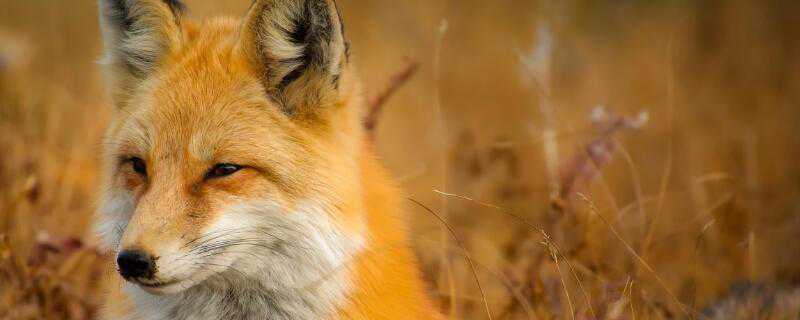 狐狸喜欢吃什么食物（狐狸喜欢吃什么食物?）
