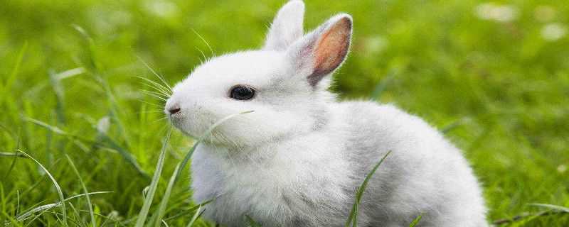 草兔和家兔的区别 草兔和家兔的区别图片