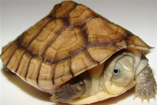 石板龟