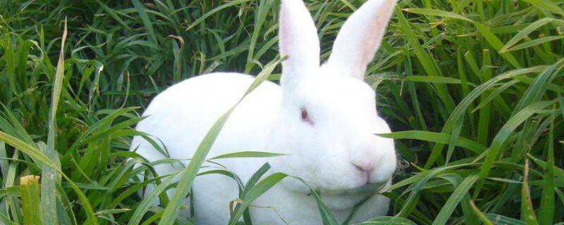 獭兔毛和草兔毛的区别 獭兔毛与草兔毛的区别