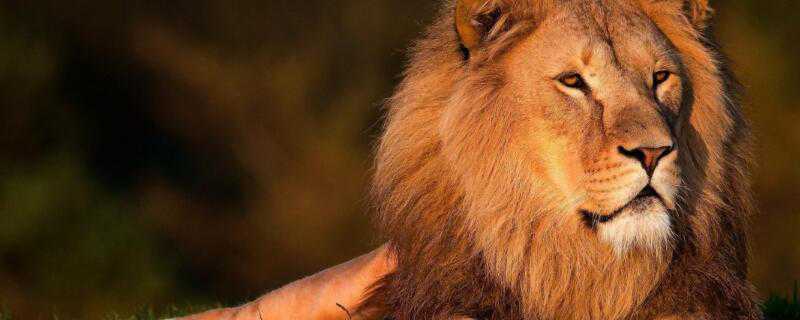 狮子喜欢吃什么食物 狮子喜欢吃什么食物?