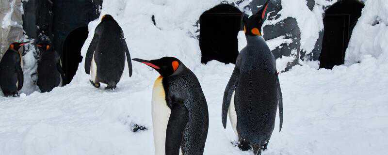 企鹅是怎么过冬的 企鹅是怎么过冬的方式