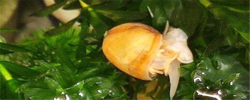 黄金螺怎么繁殖（黄金螺怎么繁殖图片）