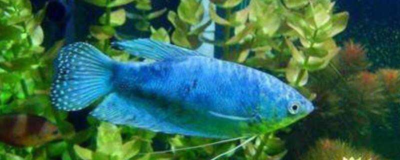 蓝星鱼怎么繁殖（蓝星鱼怎么繁殖的）