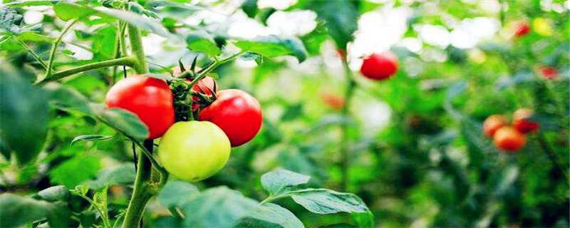 番茄树能活多少年 番茄树的寿命