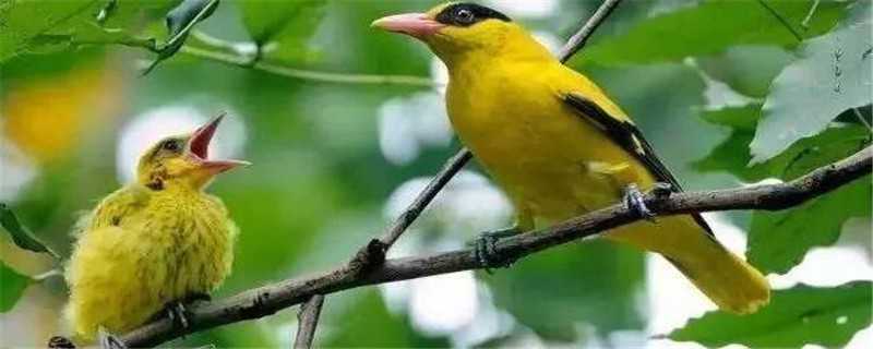 黄鸟人工怎么繁殖 黄鸟如何繁殖