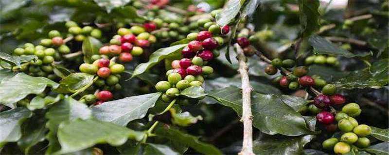 咖啡树种植几年结果 咖啡树种植几年结果多