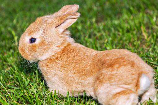 兔子从出生到出栏要多久 兔子从出生到出栏要多久才能吃