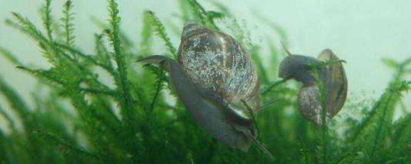 水蜗牛