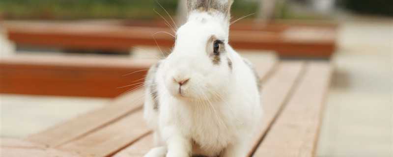 兔子是什么科动物