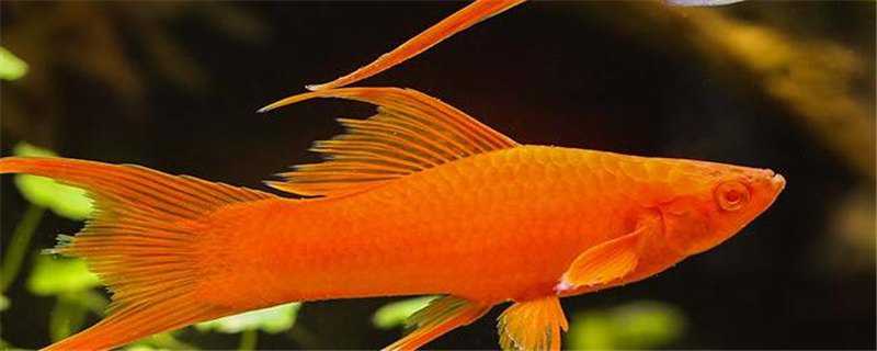 红箭鱼怎么繁殖 红箭鱼怎么繁殖小鱼